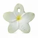 Bali The Flower
