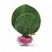 Ramona The Radish