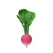 Ramona The Radish