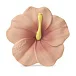 Iris The Hibiscus
