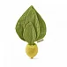 John Lemon