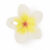 HAWAII THE FLOWER